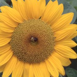 Helianthus annuus L. (common sunflower), close-up of flower