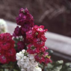 Matthiola incana 'Midget Rose', flowers 
