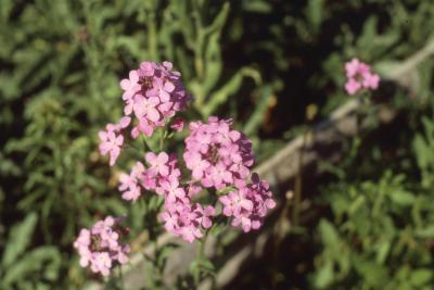 Hesperis matronalis L. (dames rocket), flowers