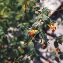 Impatiens capensis Meerb. (orange jewelweed), flowers