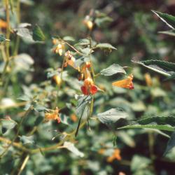 Impatiens capensis Meerb. (orange jewelweed), flowers