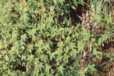 Echinocystis lobata (wild cucumber), form
