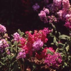 Matthiola incana (L.) W.T.Aiton (Brompton stock), flowers