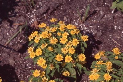 Melampodium paludosum 'Showstar', form and flowers