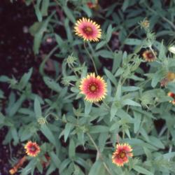 Gaillardia pulchella Foug. (firewheel), flowers