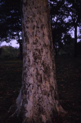 Platanus occidentalis (sycamore), trunk at base