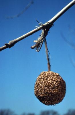  Platanus occidentalis (sycamore), single seed head hanging from twig with buds
