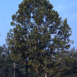 Platanus occidentalis (sycamore)