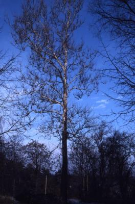 Platanus occidentalis (sycamore), winter