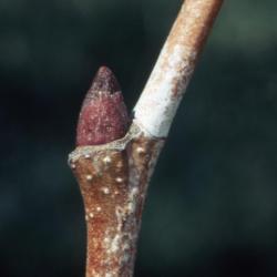 Platanus occidentalis (sycamore), lateral bud on twig