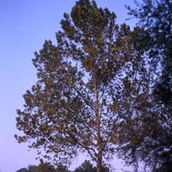 Platanus occidentalis (sycamore), fall