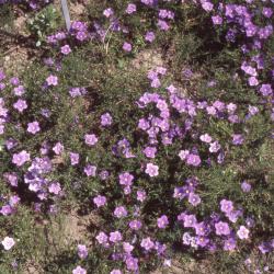 Nierembergia scoparia 'Purple Robe' (cupflower), flowers