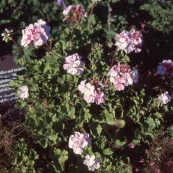 Pelargonium 'Vogue Appleblossom' (vogue appleblossom geranium), form 