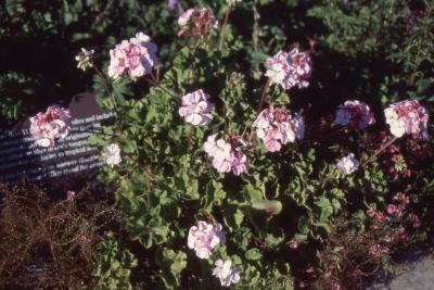 Pelargonium 'Vogue Appleblossom' (vogue appleblossom geranium), form 