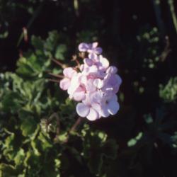Pelargonium 'Vogue Appleblossom' (vogue appleblossom geranium), flowers