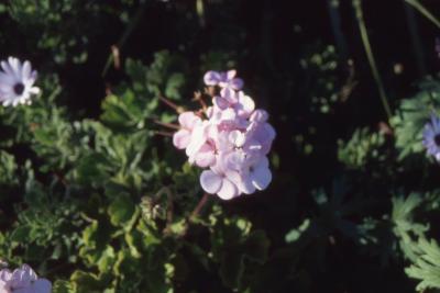 Pelargonium 'Vogue Appleblossom' (vogue appleblossom geranium), flowers