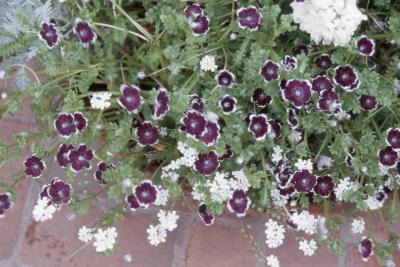 Nemophila menziesii 'Penny Black', flowers 