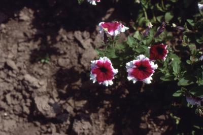 Petunia grandiflora 'Burgundy Eclipse', flowers 