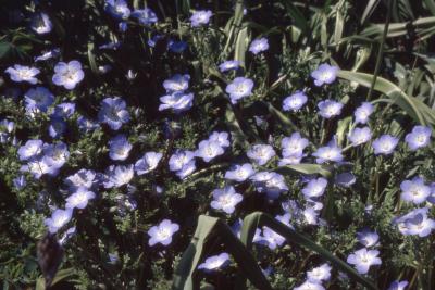 Nemophila menziesii Hook. & Arn. (baby blue eyes), flowers 