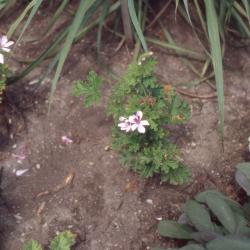 Pelargonium L'Hér. (scented geranium), form