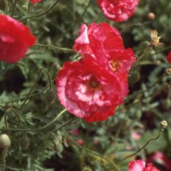 Papaver rhoeas 'Shirley Double Mix' (Shirley poppy), flowers