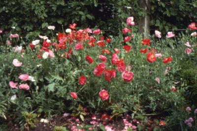 Papaver rhoeas 'Shirley Double Mix' (Shirley poppy), form