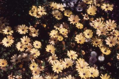 Osteospermum 'Lemon Symphony', flowers 