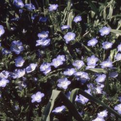 Nemophila menziesii Hook. & Arn. (baby blue eyes), flowers 