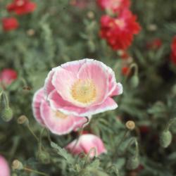 Papaver rhoeas 'Shirley Double Mix' (Shirley poppy), flower