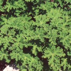 Pelargonium L'Hér. (scented geranium), form