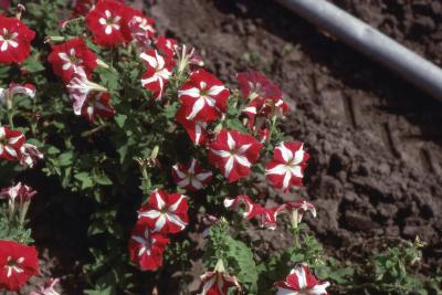 Petunia grandiflora 'Astro', form