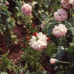 Papaver somniferum 'Peony Flowered Mix' (Peony flowered poppy), flowers