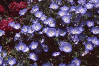 Nemophila menziesii Hook. & Arn. (baby blue eyes), flowers
