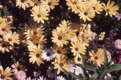 Osteospermum 'Lemon Symphony', flowers 