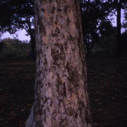 Platanus occidentalis (sycamore), trunk at base