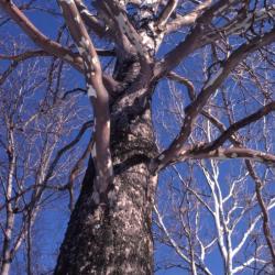 Platanus occidentalis (sycamore), bare tree trunk and branches