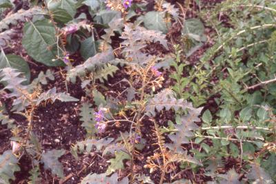 Solanum pyracanthos Lam. (porcupine tomato), form