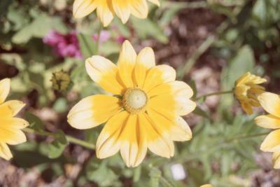 Rudbeckia hirta 'Prairie Sun' (prairie sun black-eyed Susan), close-up of flower