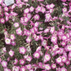 Petunia multiflora 'Merlin Pink Morn', flowers 