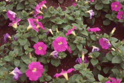 Petunia multiflora 'Celebrity Neon', flowers 
