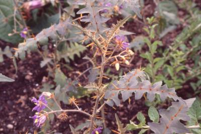 Solanum pyracanthos Lam. (porcupine tomato), thorns