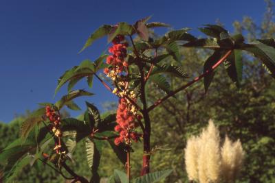 Ricinus communis 'Crimson Spire', fruit