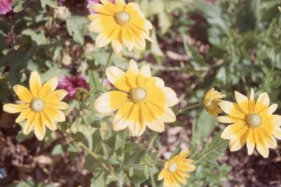 Rudbeckia hirta 'Prairie Sun' (prairie sun black-eyed Susan), flowers