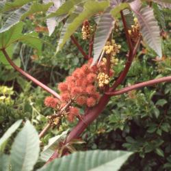 Ricinus communis 'Crimson Spire', fruit