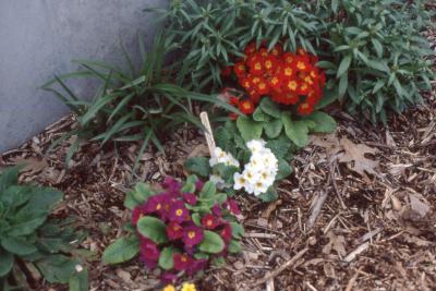 Primula × polyantha Mill. (primrose), habit