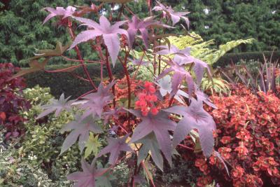Ricinus communis 'Crimson Spire', fruit and leaves