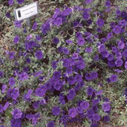 Petunia milliflora 'Fantasy Blue', flowers 