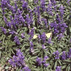 Salvia farinacea Benth. (mealycup sage), form