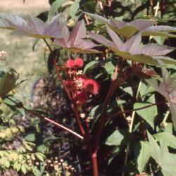 Ricinus communis L. (castor bean), fruit