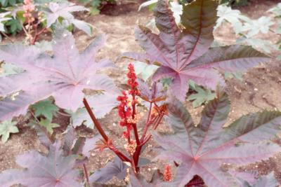 Ricinus communis 'Carmencita' (castor oil plant), form